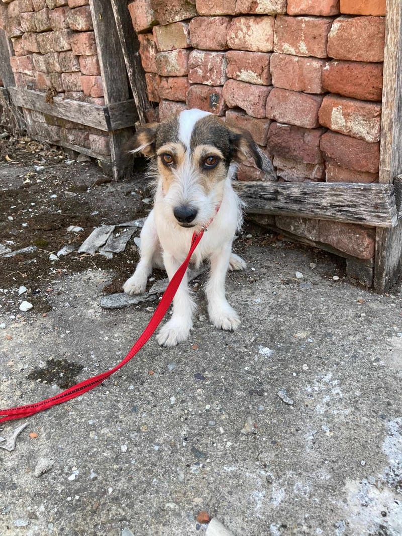 J U L I A   *** GEADOPTEERD ***