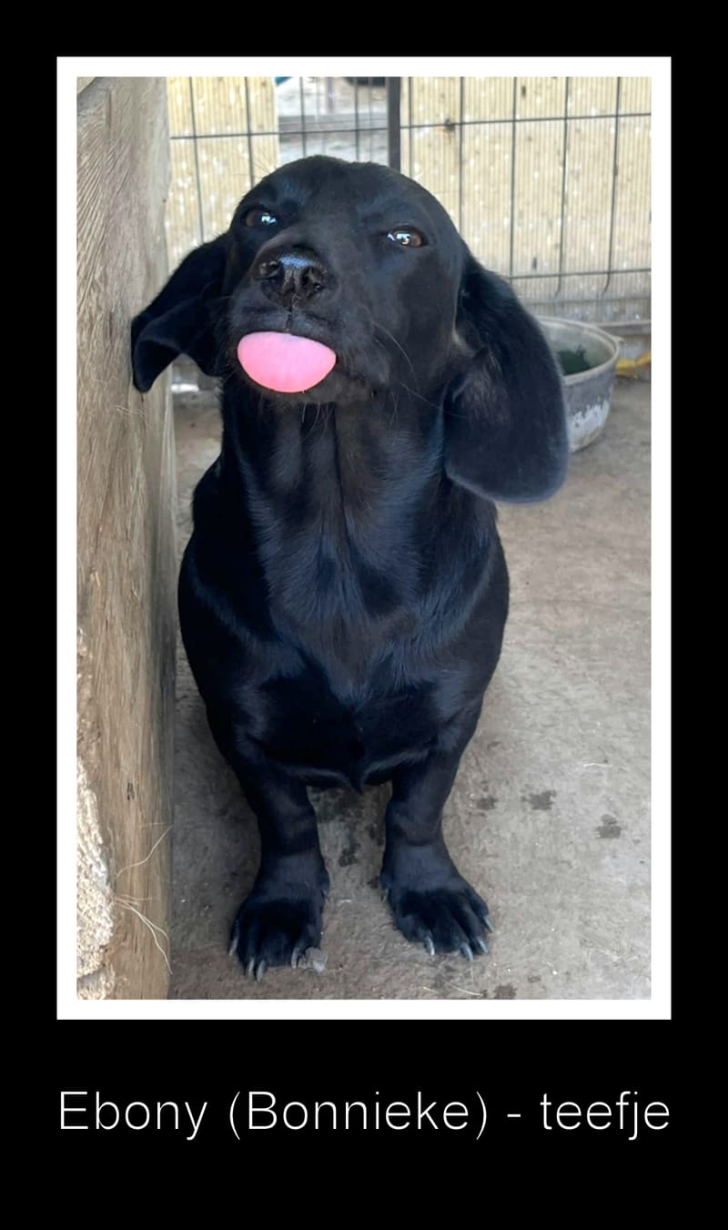 E B O N Y (BONNIEKE)   ***  G E A D O P T E E R D ***