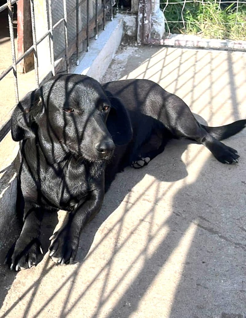 E B O N Y (BONNIEKE)   ***  G E A D O P T E E R D ***