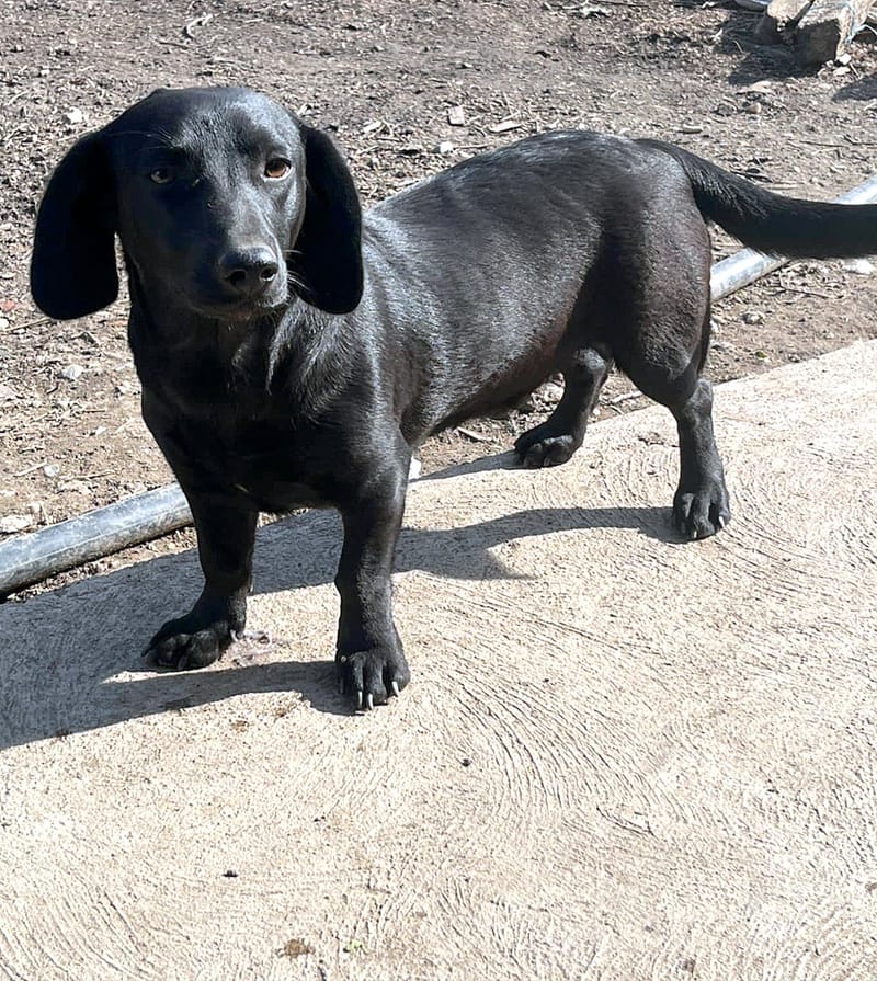 E B O N Y (BONNIEKE)   ***  G E A D O P T E E R D ***