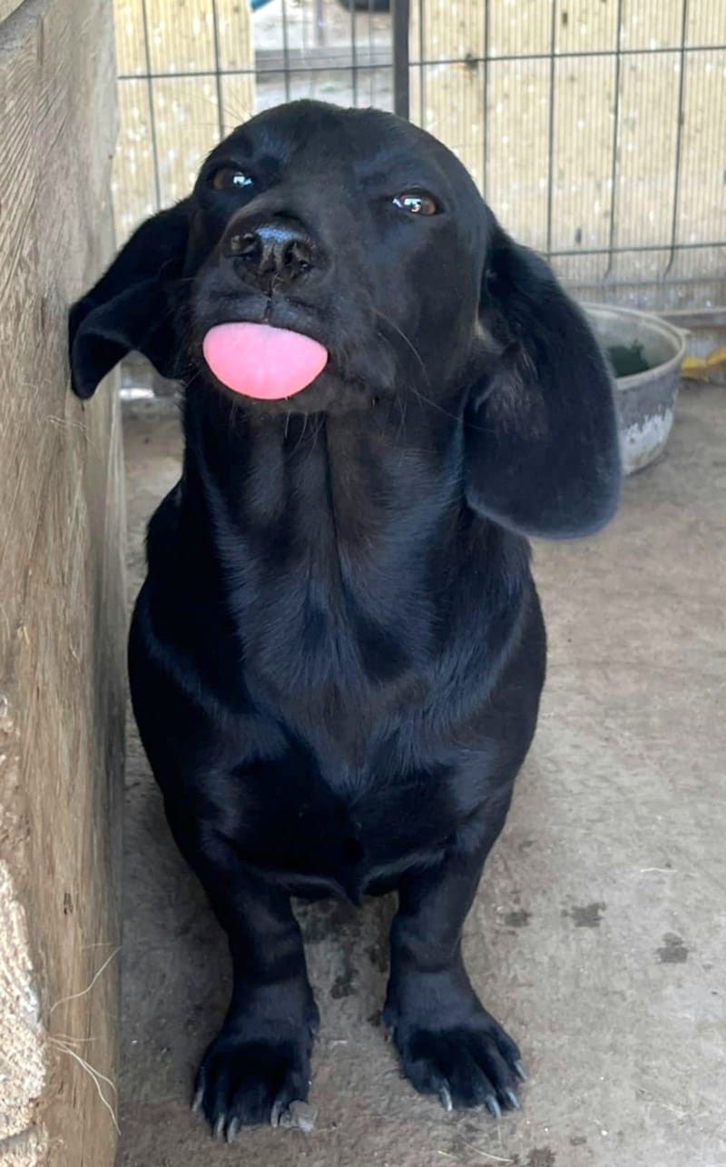 E B O N Y (BONNIEKE)   ***  G E A D O P T E E R D ***