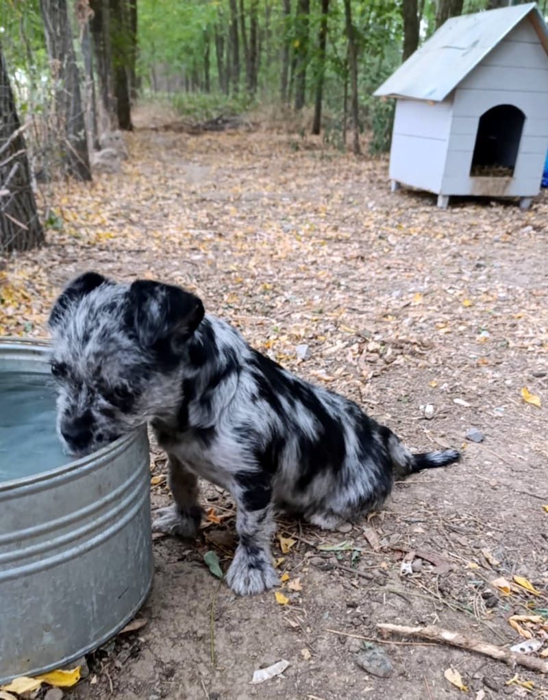 K R U I M E L T J E  (A L I A S  "C R U M B Y")   ***  G E A D O P T E E R D  ***