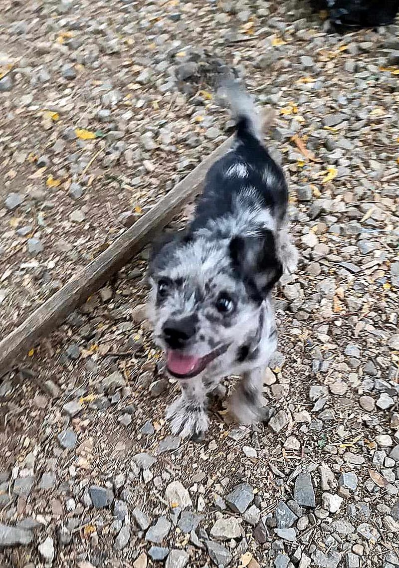 K R U I M E L T J E  (A L I A S  "C R U M B Y")   ***  G E A D O P T E E R D  ***