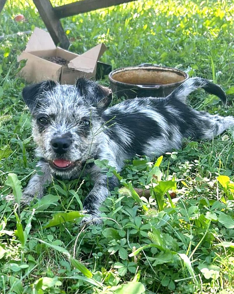 K R U I M E L T J E  (A L I A S  "C R U M B Y")   ***  G E A D O P T E E R D  ***