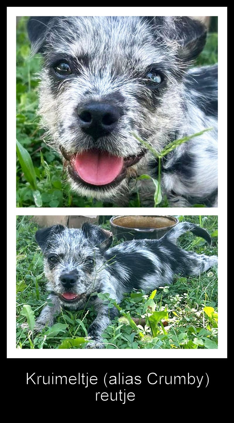 K R U I M E L T J E  (A L I A S  "C R U M B Y")   ***  G E A D O P T E E R D  ***