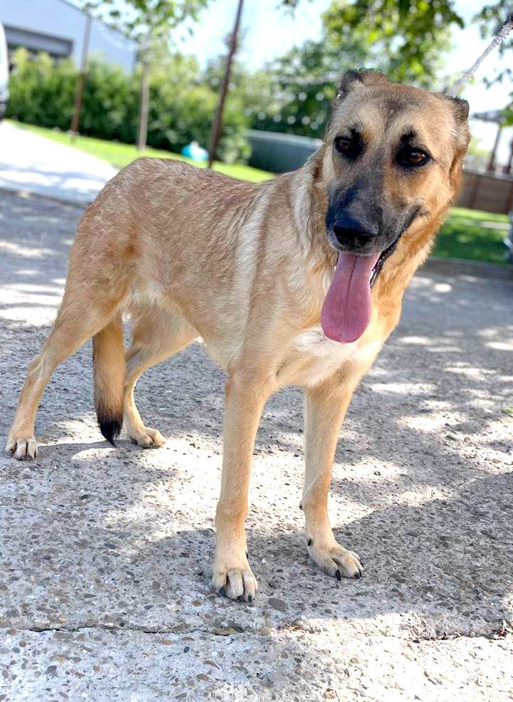 🐾✨ Ontmoet T A R A – jouw toekomstige heldin én maatje ✨🐾