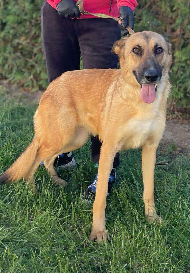 🐾✨ Ontmoet T A R A – jouw toekomstige heldin én maatje ✨🐾