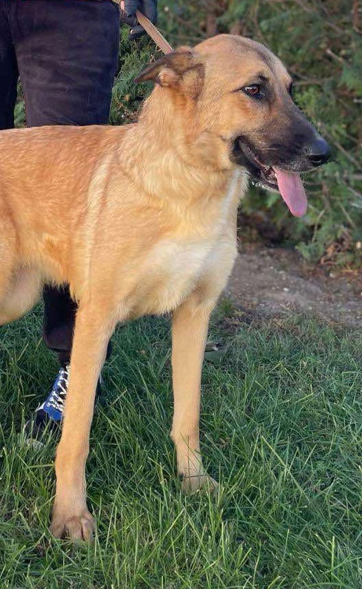 🐾✨ Ontmoet T A R A – jouw toekomstige heldin én maatje ✨🐾