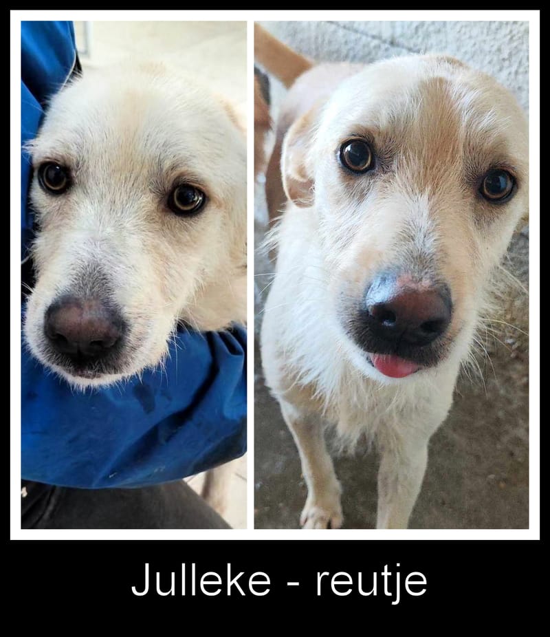 J U L L E K E    *** GEADOPTEERD IN UK   ***