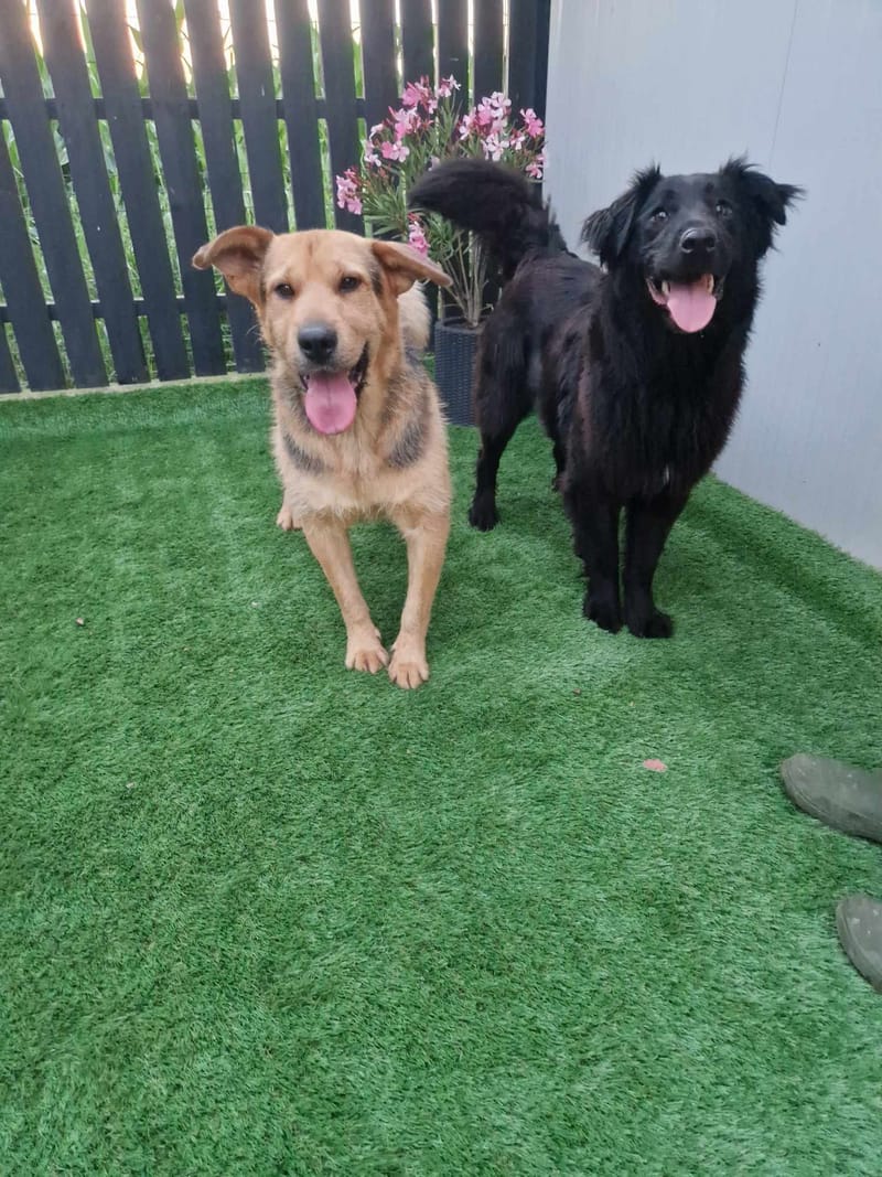 *** PRE RESERVATIE *** 🐾✨ Ontmoet F L Y N N E – jouw vrolijke beauty queen ✨🐾