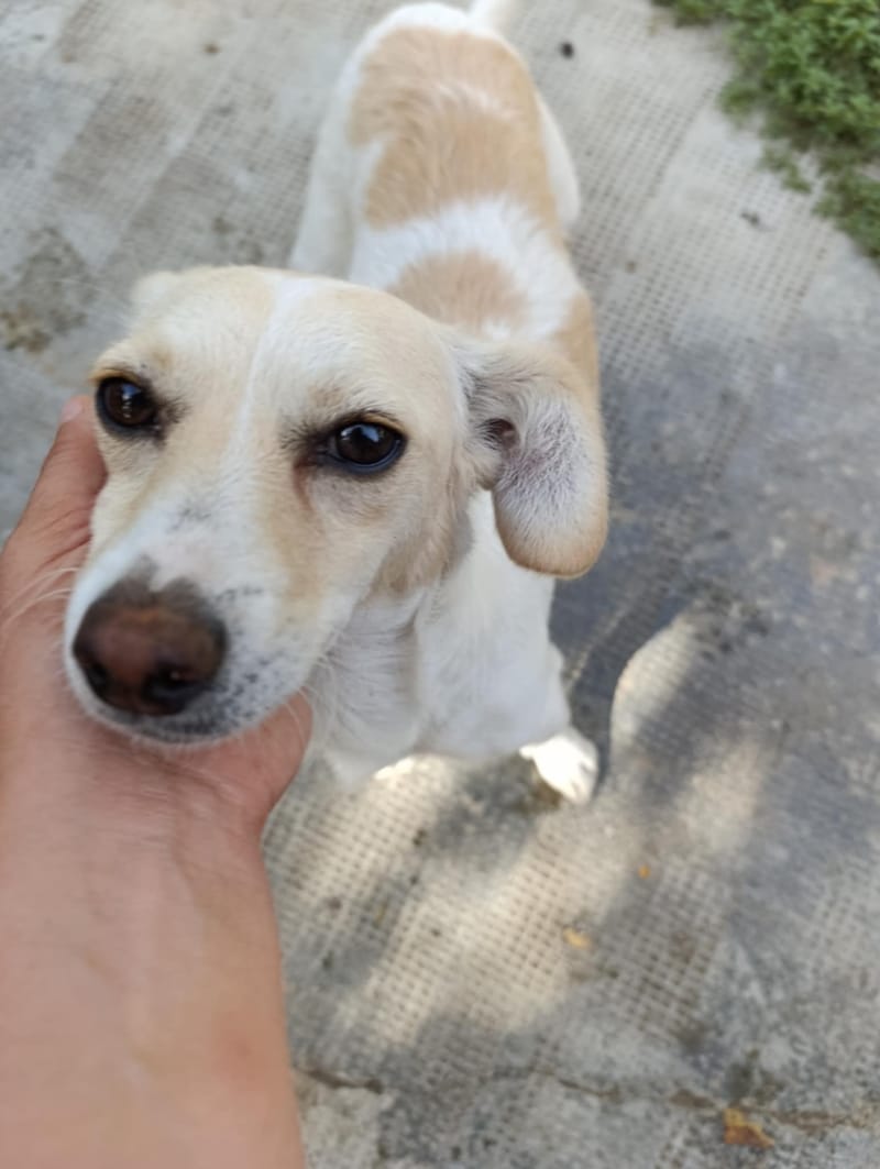 C H A R L O T J E    *** G E A D O P T E E R D  ***