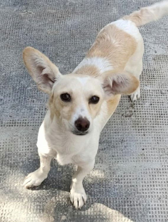 C H A R L O T J E    *** G E A D O P T E E R D  ***