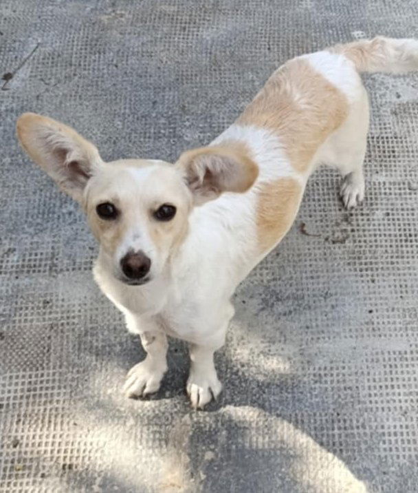 C H A R L O T J E    *** G E A D O P T E E R D  ***