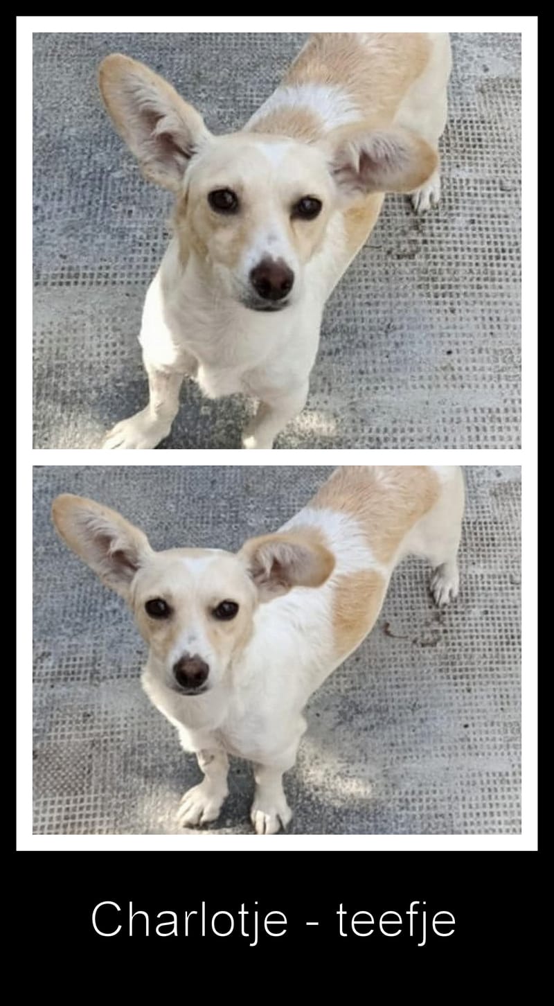 C H A R L O T J E   ***   G E A D O P T E E R D   ***