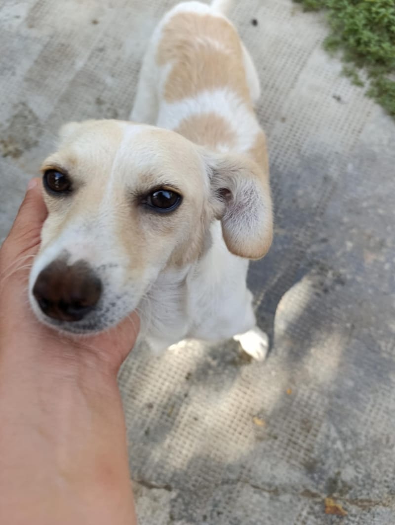 C H A R L O T J E   ***   G E A D O P T E E R D   ***