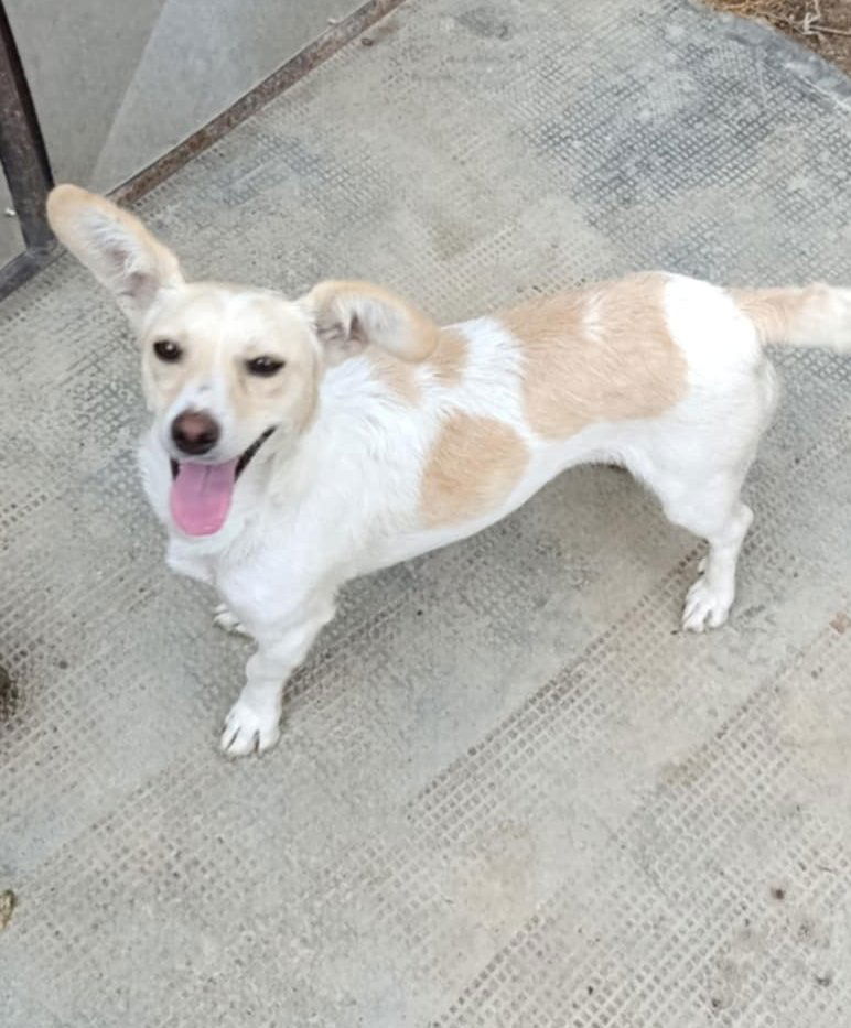 C H A R L O T J E   ***   G E A D O P T E E R D   ***