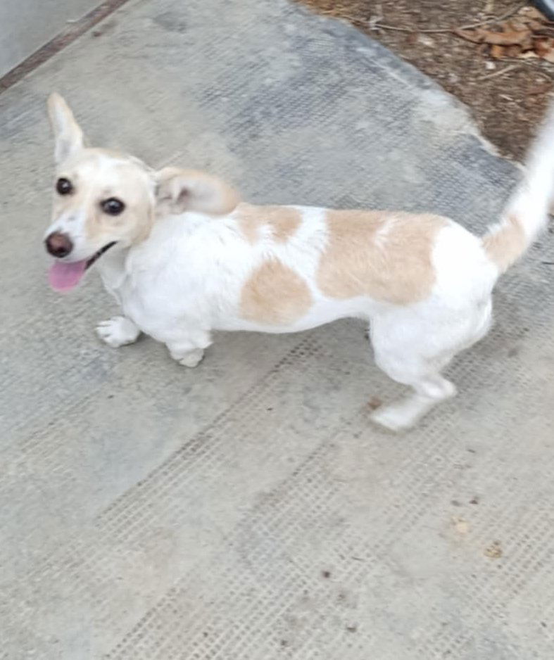 C H A R L O T J E   ***   G E A D O P T E E R D   ***