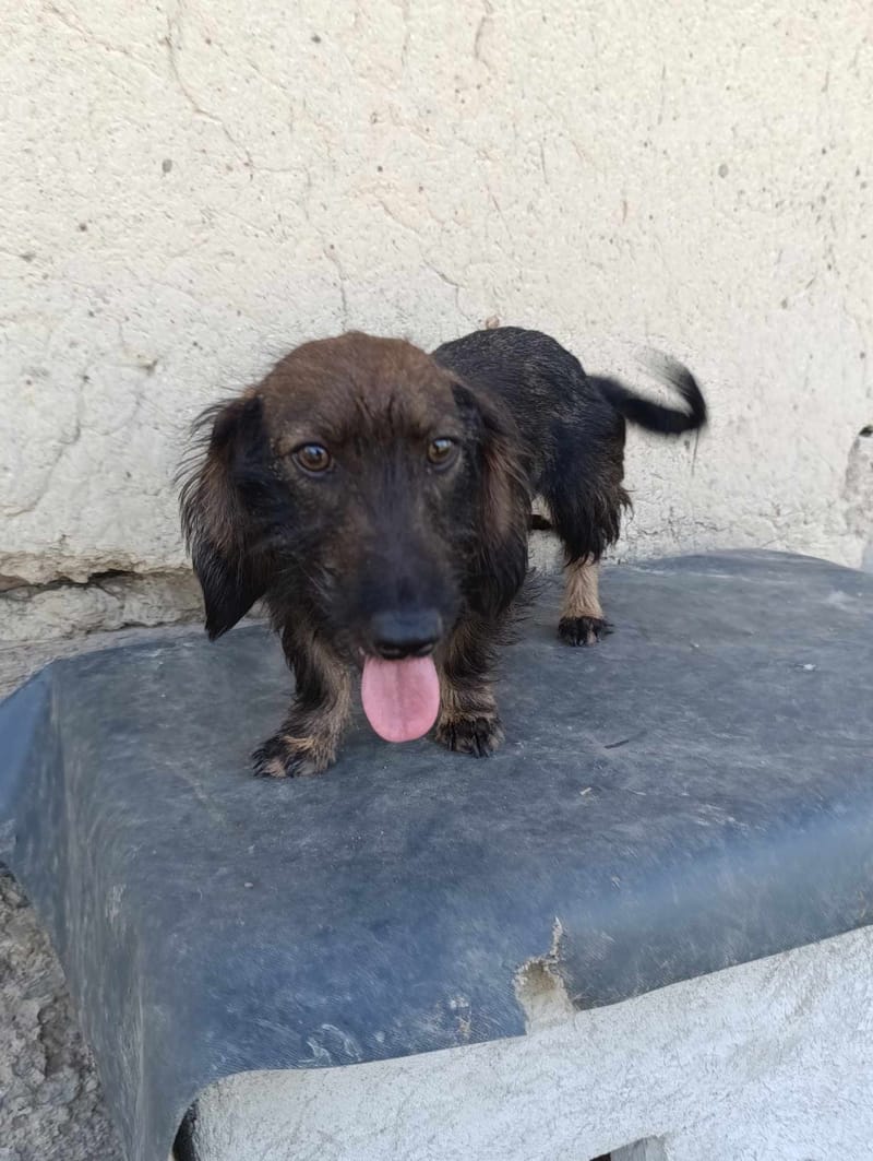 L I Z Z Y    *** G E A D O P T E E R D ***