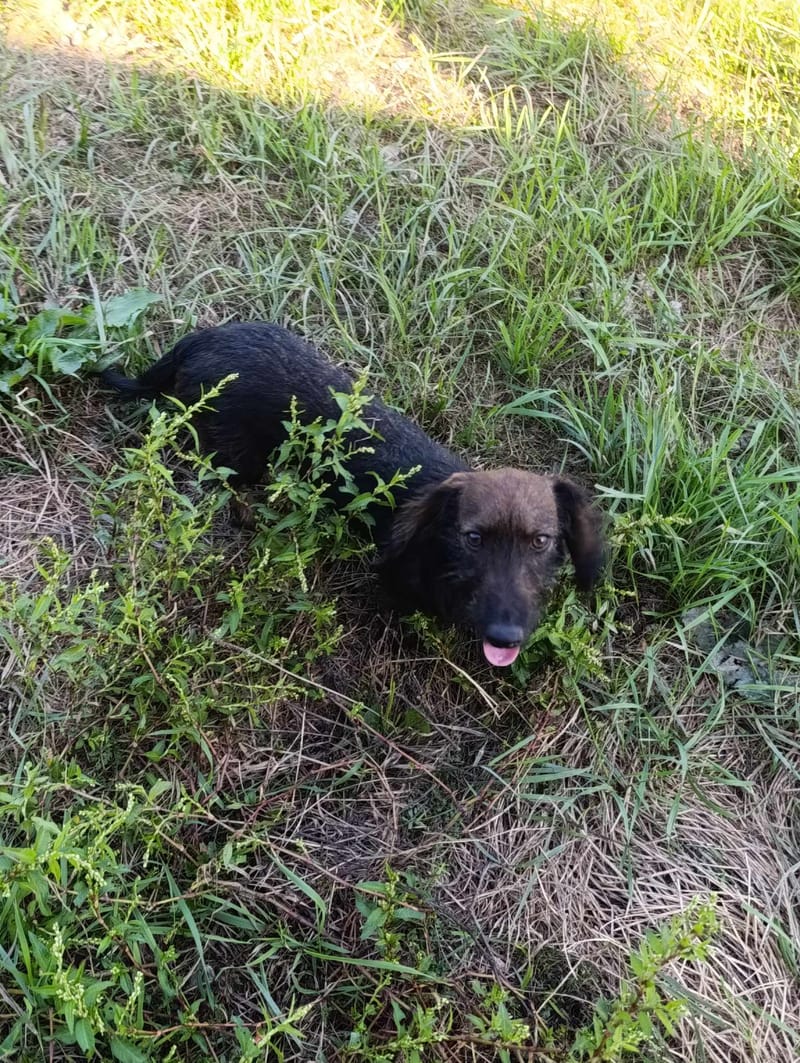 L I Z Z Y    *** G E A D O P T E E R D ***