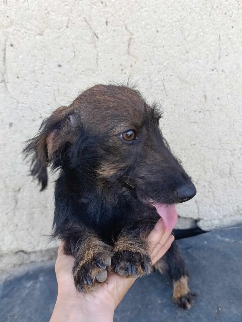 L I Z Z Y    *** G E A D O P T E E R D ***