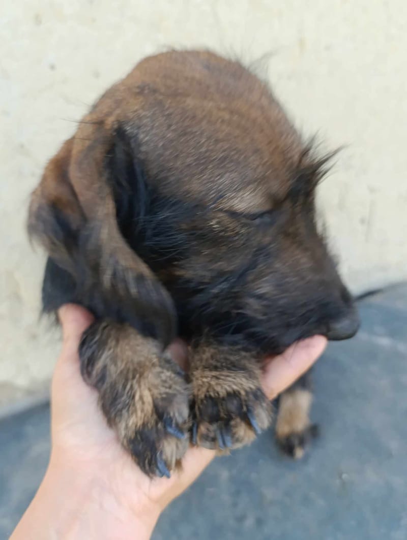 L I Z Z Y    *** G E A D O P T E E R D ***