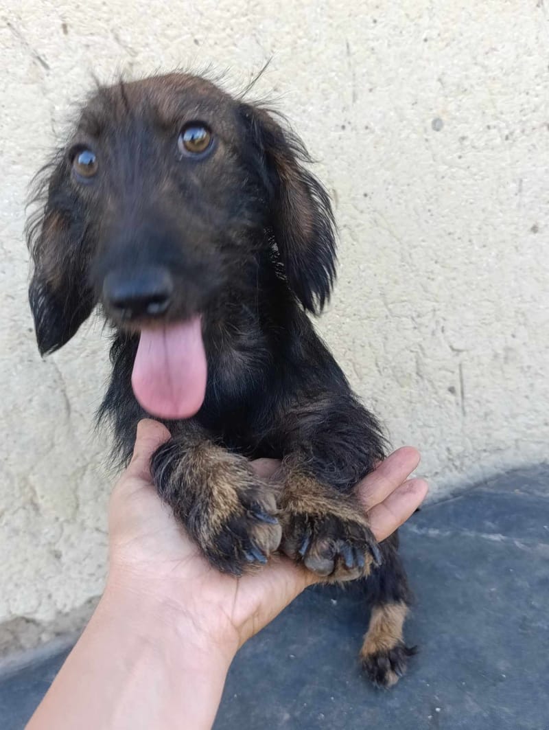 L I Z Z Y    *** G E A D O P T E E R D ***