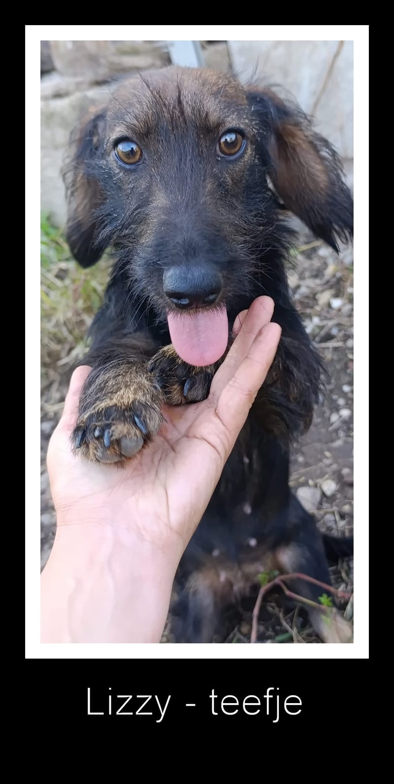 L I Z Z Y    *** G E A D O P T E E R D ***