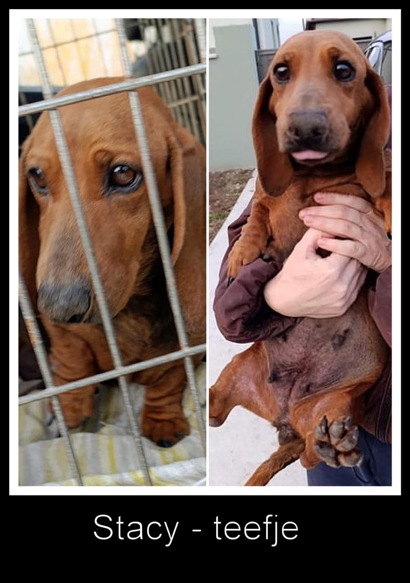 E B O N Y  *** G E A D O P T E E R D ***