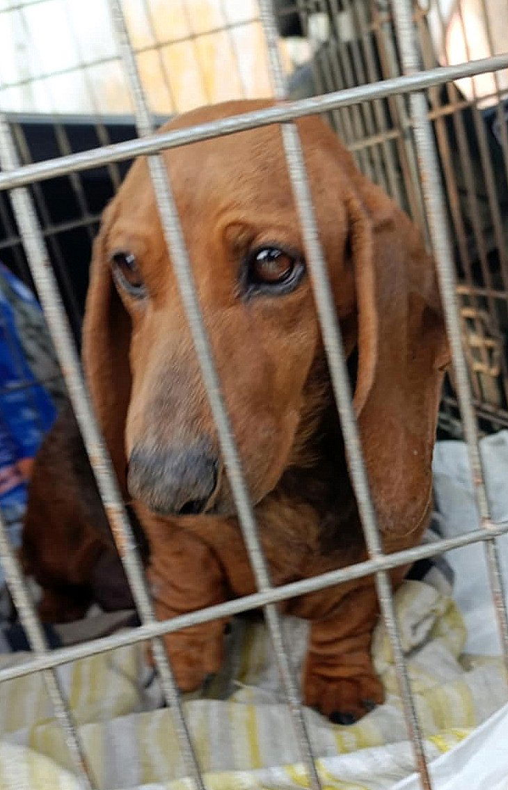 E B O N Y  *** G E A D O P T E E R D ***