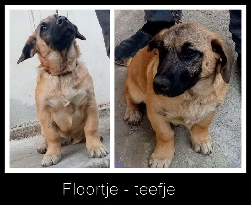 F L O O R T J E *** G E A D O P T E E R D ***