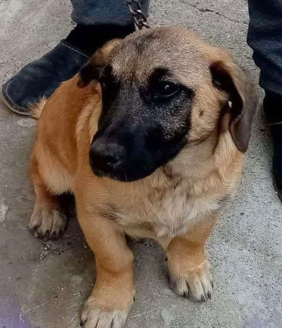 F L O O R T J E *** G E A D O P T E E R D ***