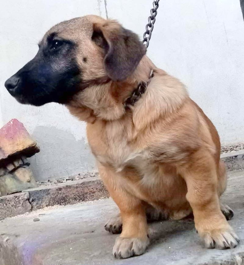 F L O O R T J E *** G E A D O P T E E R D ***