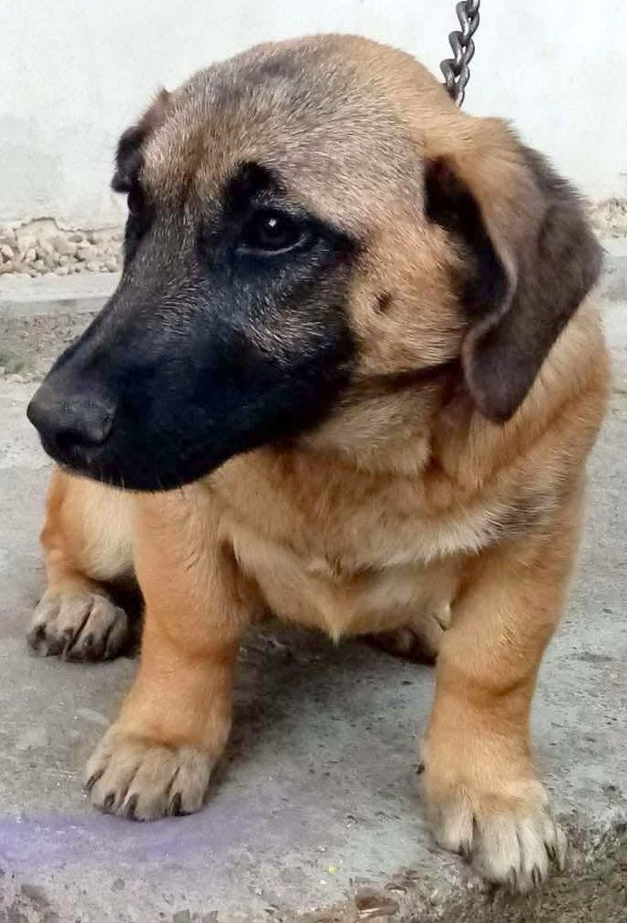 F L O O R T J E *** G E A D O P T E E R D ***