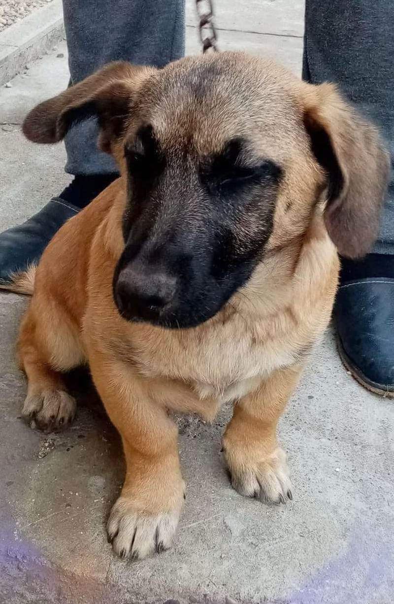 F L O O R T J E *** G E A D O P T E E R D ***