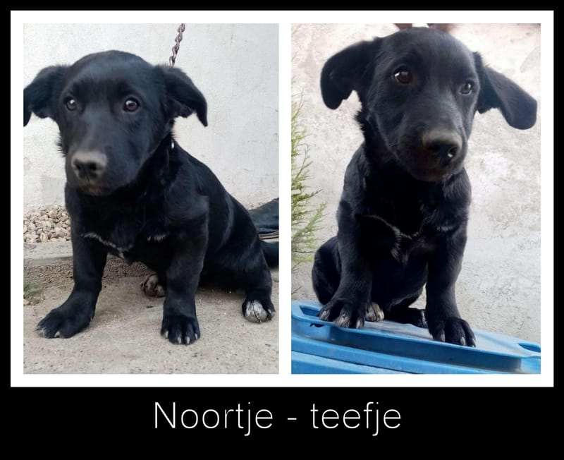 N O O R T J E *** G E A D O P T E E R D ***