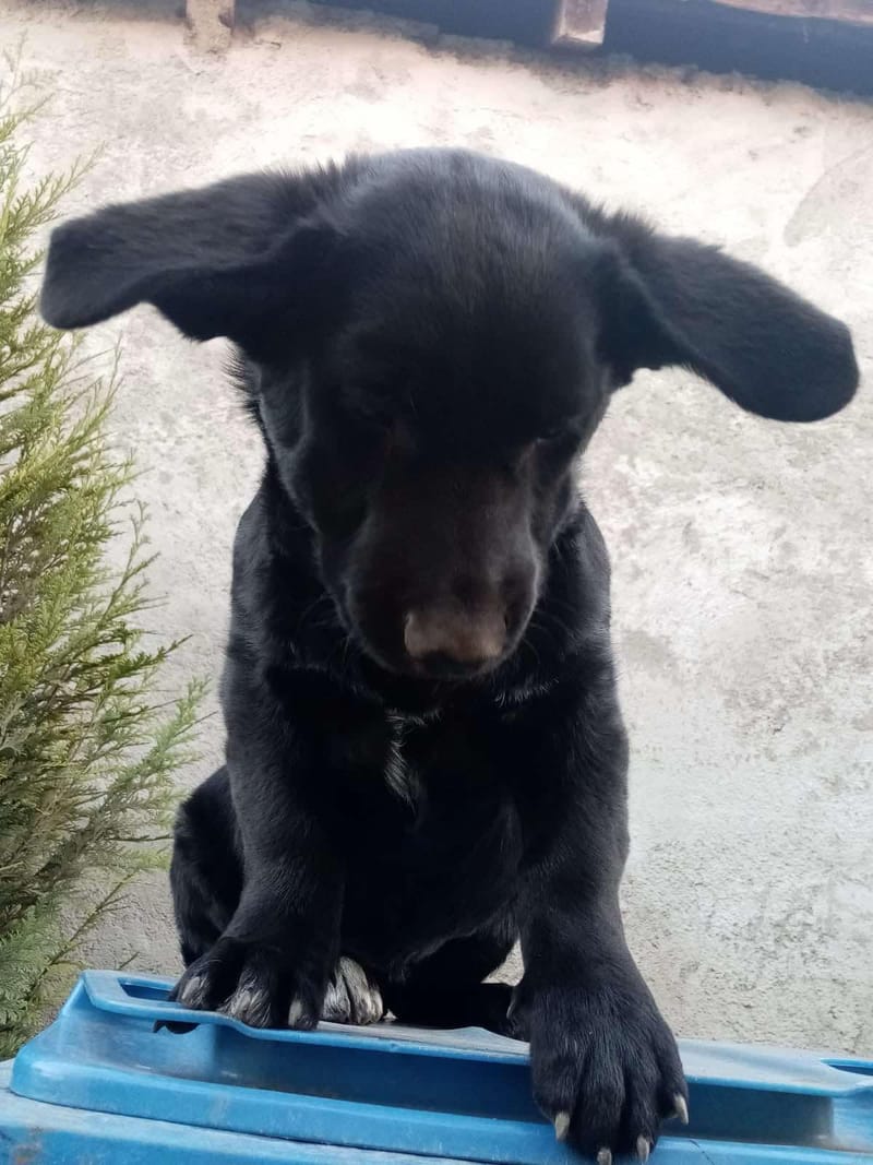 N O O R T J E *** G E A D O P T E E R D ***