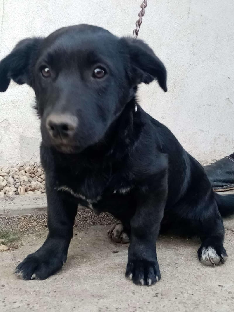 N O O R T J E *** G E A D O P T E E R D ***