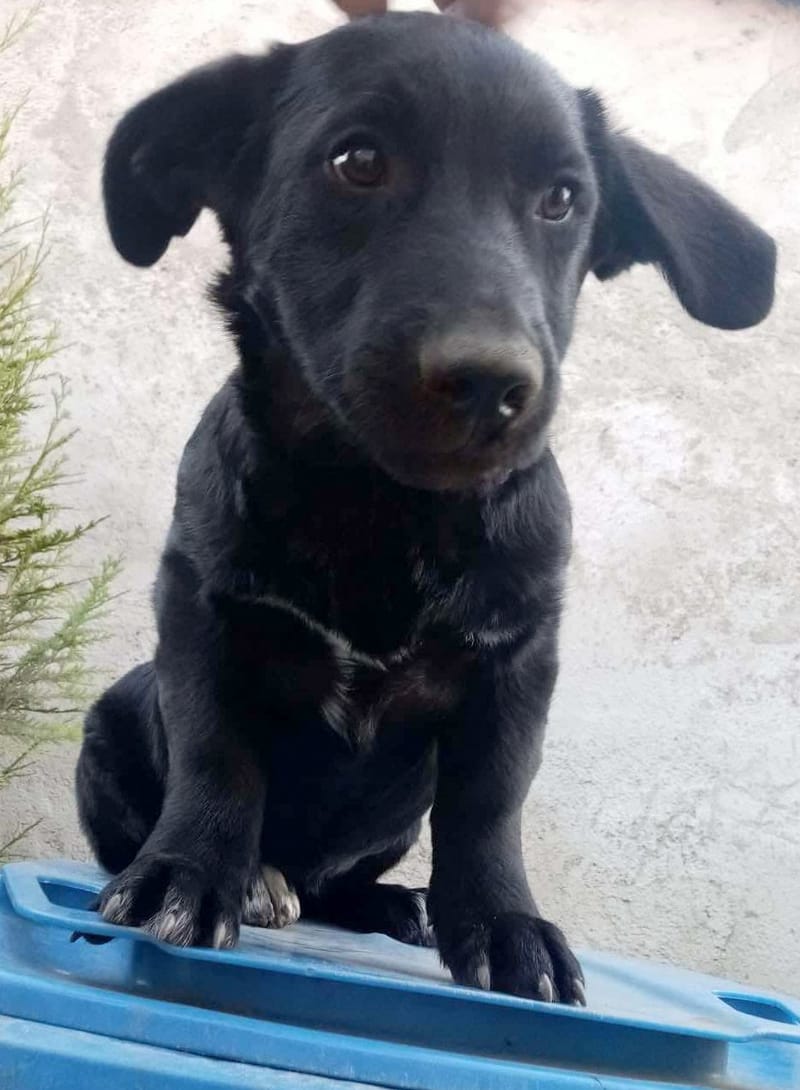 N O O R T J E *** G E A D O P T E E R D ***