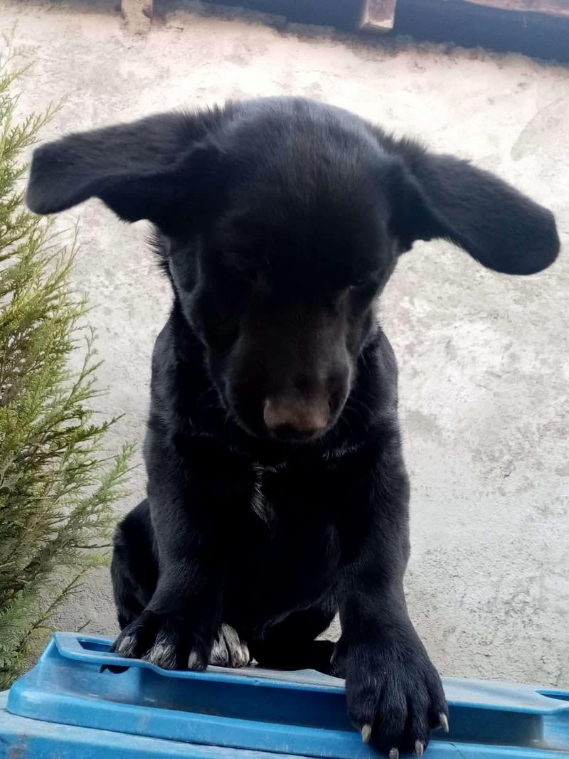 N O O R T J E   ***  G E A D O P T E E R D   ***