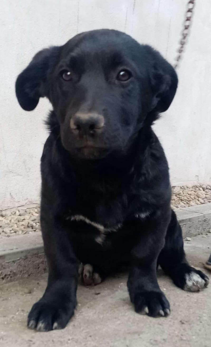 N O O R T J E   ***  G E A D O P T E E R D   ***