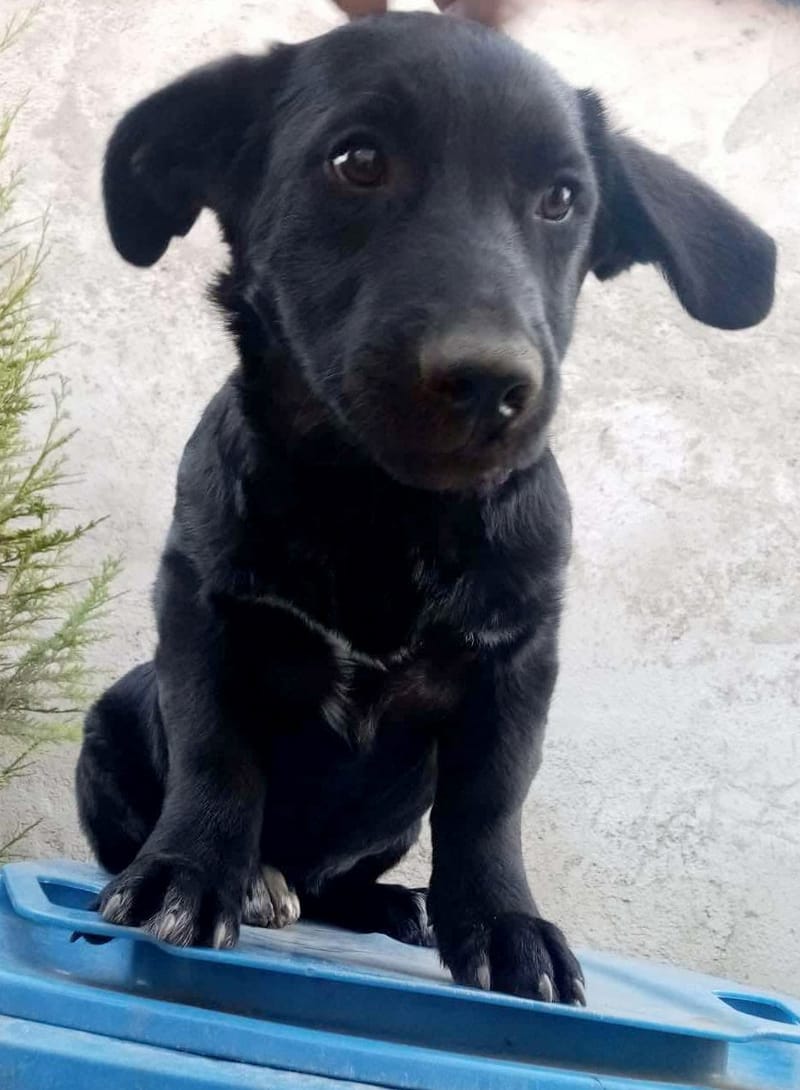 N O O R T J E   ***  G E A D O P T E E R D   ***