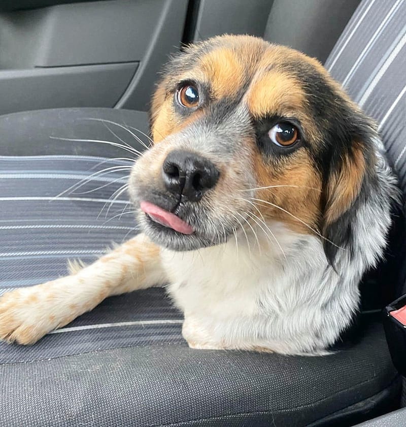 P R I N C E S S    ***   G E A D O P T E E R D *** 