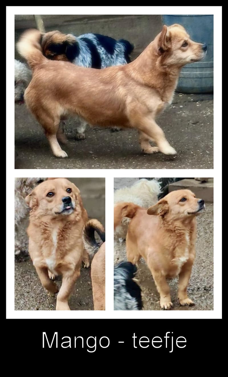 M A N G O    ***   G E A D O P T E E R D     ***