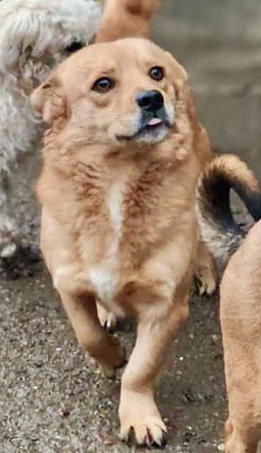 M A N G O    ***   G E A D O P T E E R D     ***