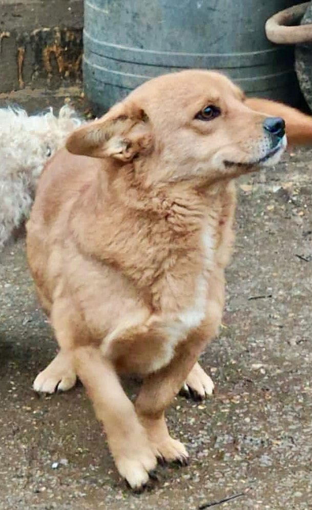 M A N G O    ***   G E A D O P T E E R D     ***