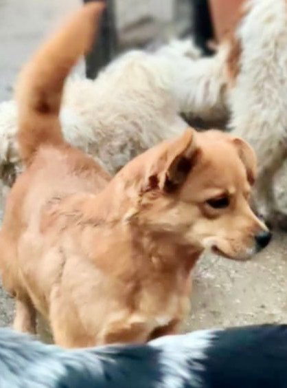 M A N G O    ***   G E A D O P T E E R D     ***