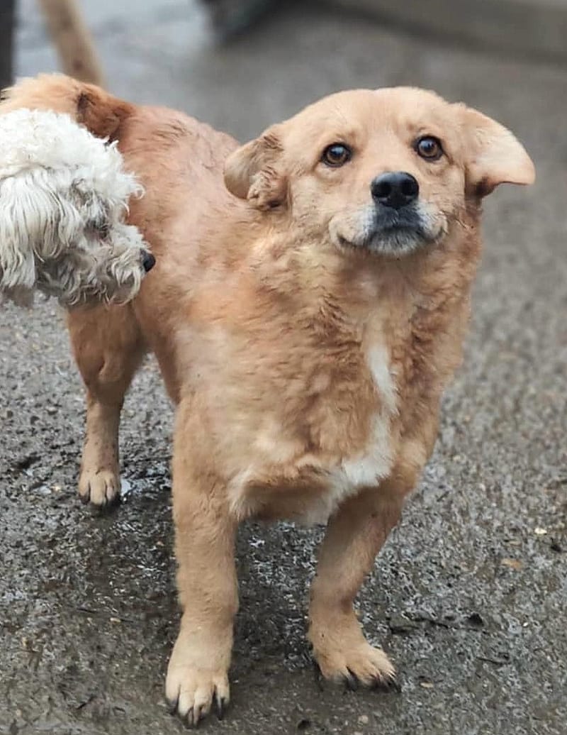 M A N G O    ***   G E A D O P T E E R D     ***