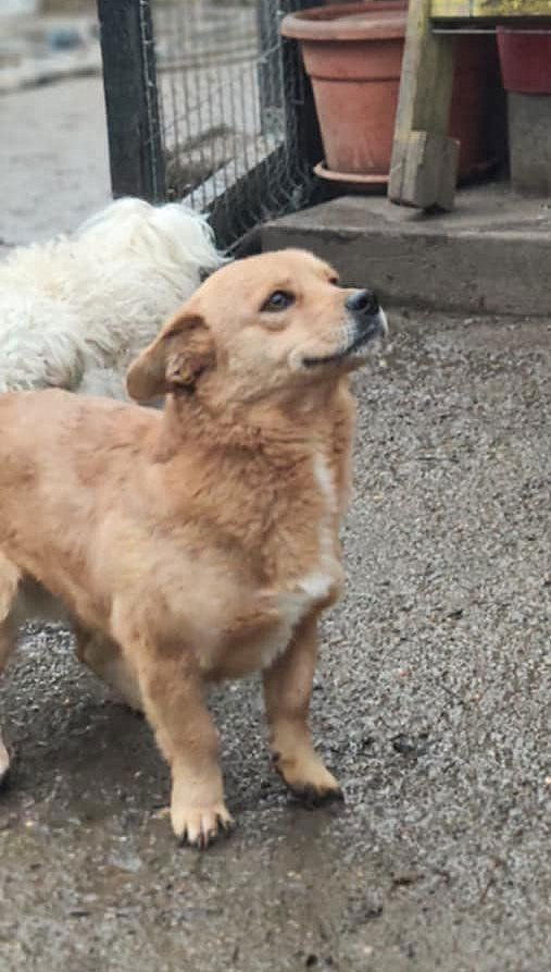 M A N G O    ***   G E A D O P T E E R D     ***