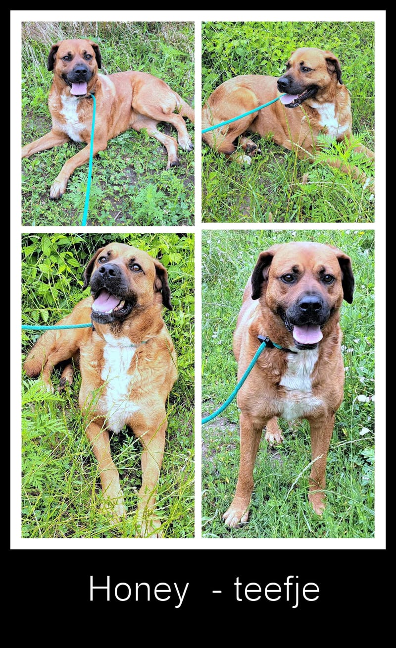 H O N E Y   ****  GEADOPTEERD ***   