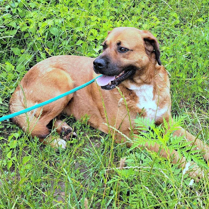 H O N E Y   ****  GEADOPTEERD ***   